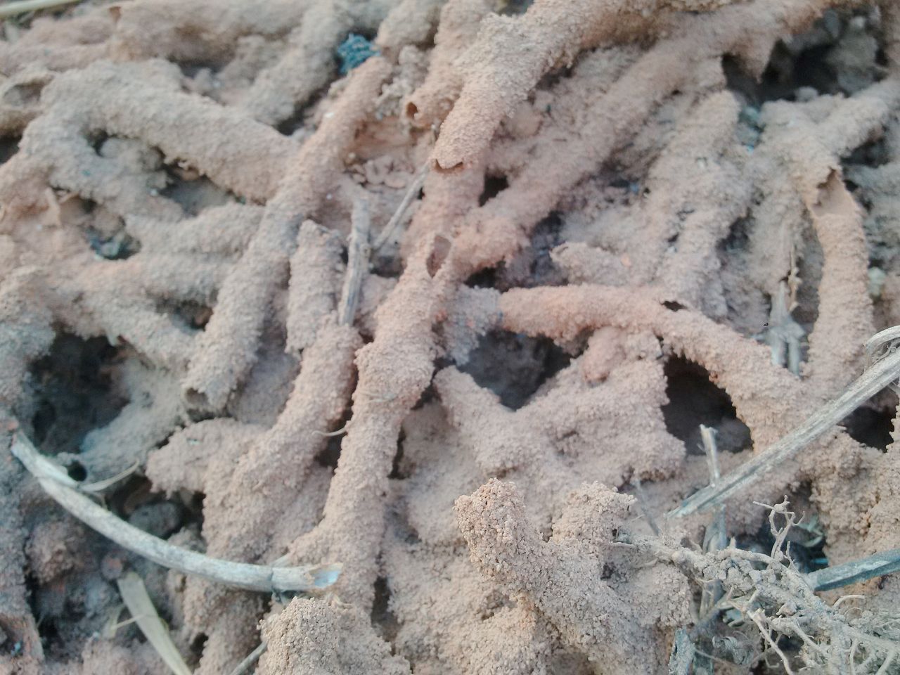 Termites état parasitaire bois